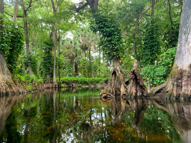 istock Cypress swamp river in Florida 1317542766