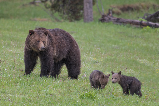 Grizzly Bear Sow & Cubs In  Lake Clark National Park