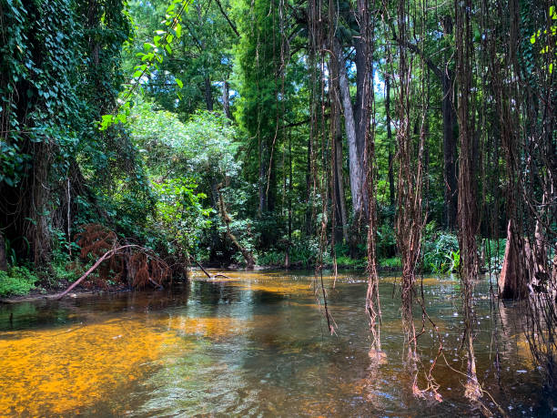 istock Cypress swamp river in Florida 1317542784
