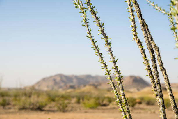 cactus ocotillo en el suroeste de texas - desierto chihuahua fotografías e imágenes de stock