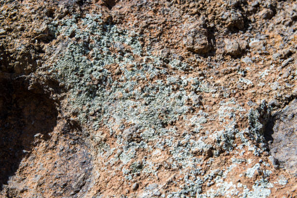 Close-up photograph of lichens on a rock in the desert of Big Bend National Park in Texas.
