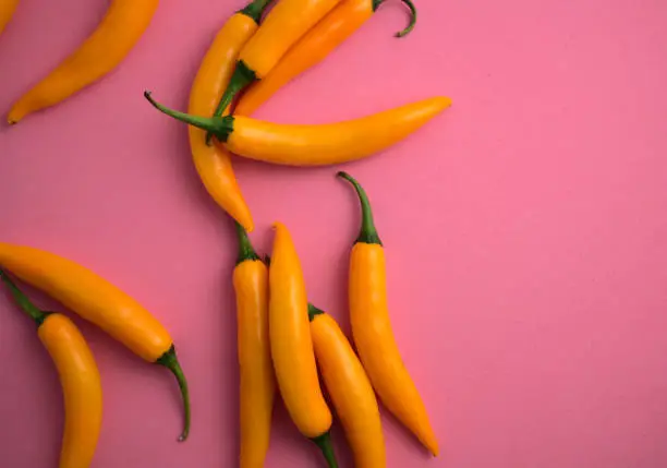Fresh natural vivid yellow chillis flat lay on pink background. Beautiful cuisines, spicy ingredient, food styling, hot taste meal, agricultural products and harvesting concept.