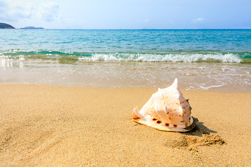 Conch on a beach sand.summer holiday background.Travel and beach vacation.