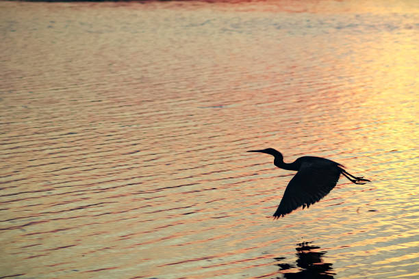 Silhouette of a bird at sunset in the Everglades and swamp. The bird is foraging for food in the river.