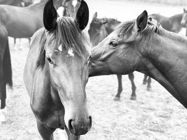 istock Horses in close up 1317550138