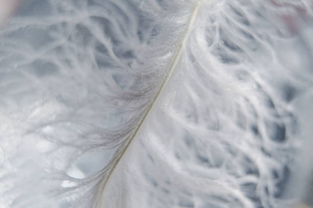 istock beautiful white bird feather close-up, macro, tenderness 1317550216