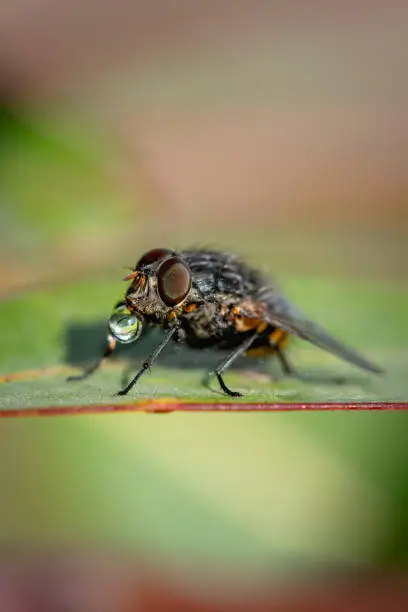 Close up of a blow fly on a leaf drinking a water droplet