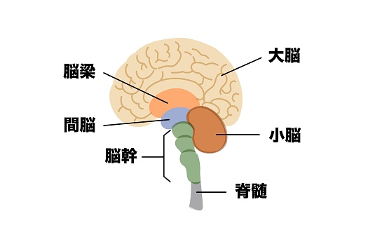 인간의 뇌의 구조적 그림 간뇌에 대한 스톡 벡터 아트 및 기타 이미지 - 간뇌, 건강관리와 의술, 검사-보기 - iStock