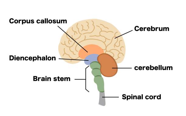 Structural illustration of the human brain Structural illustration of the human brain brain stem stock illustrations