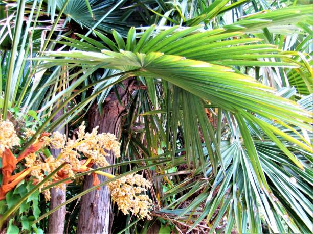 istock May. Blooming palm in Japanese forest. 1317550925