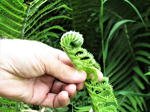 Woman's hand touching a fiddlehead fern.