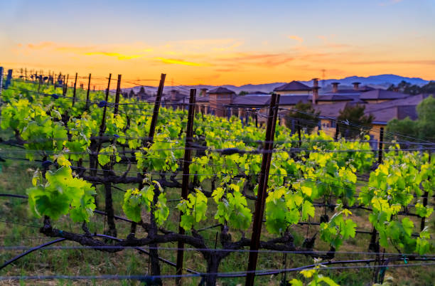 Grape vines at a vineyard in the spring in Napa Valley, California, USA Close view of grape vines at sunset at a vineyard in the spring in Napa Valley, California, USA napa county stock pictures, royalty-free photos & images