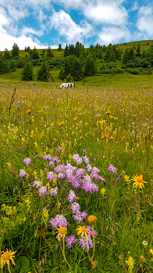 An Alpine pasture overgrown with colorful wild flowers. There are many different kinds of flowers. Vast, green pasture. There are a few trees in the back. Spring in the mountains. Serenity