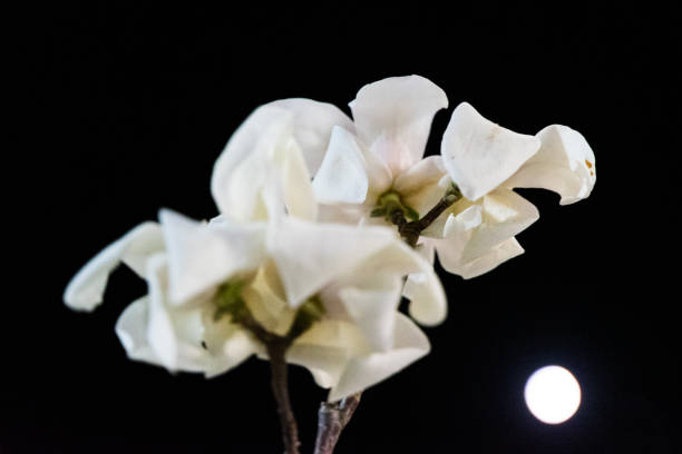 istock White magnolia flowers at night 1317552813
