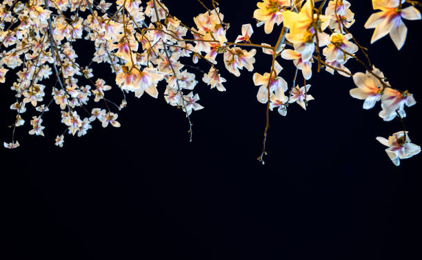 istock Magnolia flowers and sky at night 1317553432