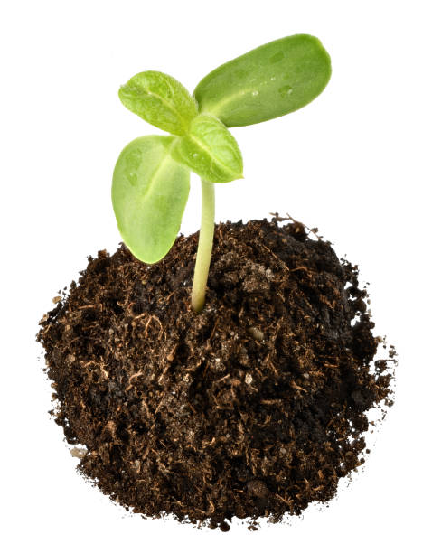 istock Sunflower sprout in the ground close-up. 1317553672