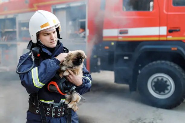 Photo of Firefighter in fire fighting operation. Portrait of heroic fireman in protective suit and white helmet holds saved dog in his arms