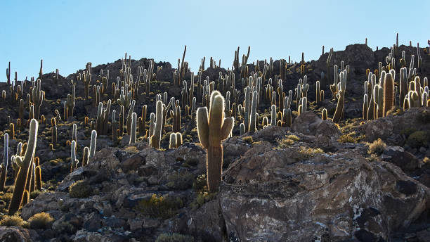 istock Uyuni Salar Tour in Bolivia 1317554710