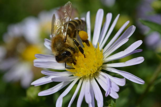istock bee on a flower. macro photo 1317555276