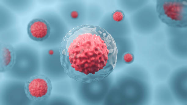 microscope de cellules humaines ou de cellules souches embryonnaires sur fond de lumière bleue, thérapie cellulaire. - red blood cell photos et images de collection