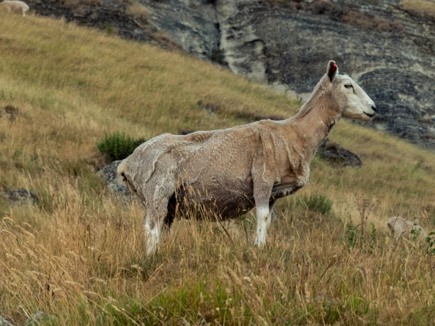 mouton posant dans le profil sur une colline pendant l’automne. - shaved sheeps photos et images de collection