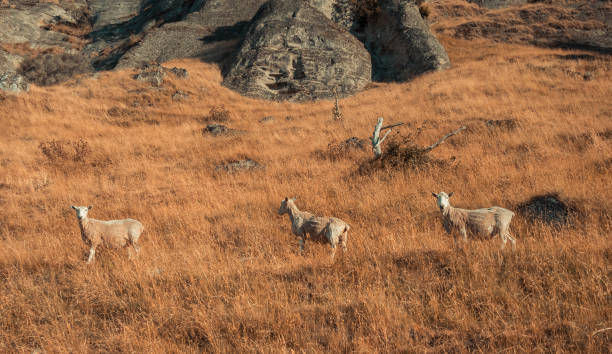 trois moutons regardant l’appareil-photo dans la campagne pendant l’automne - shaved sheeps photos et images de collection