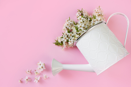 Spring  background-watering can, spring blossom branches  on pink background.Spring  template with Empty space for Mother's day, 8 march, easter, gardening