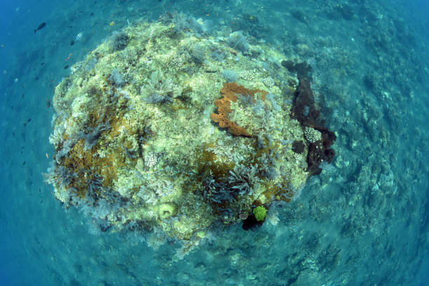 istock Amazing coral reefs. 1317556245