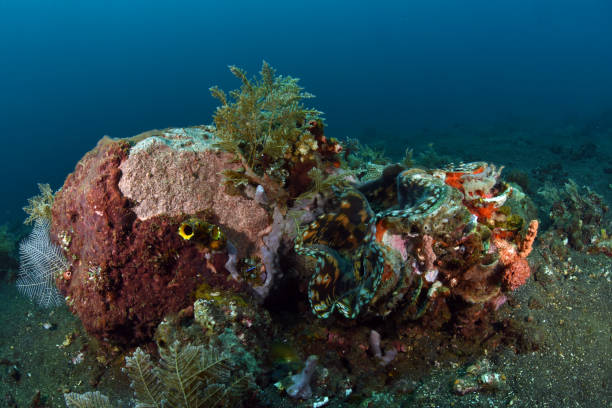 istock Amazing coral reefs. 1317556247
