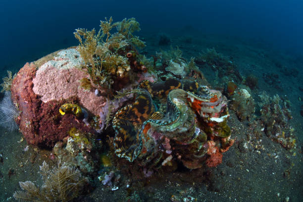 istock Amazing coral reefs. 1317556252