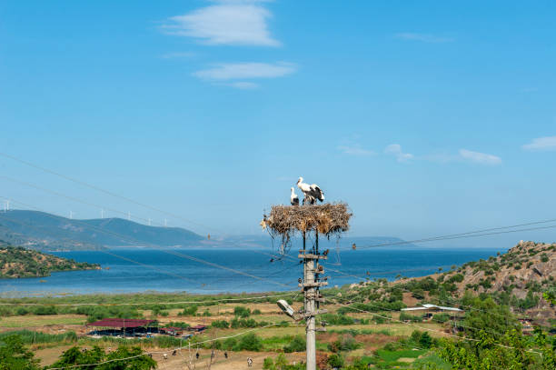 Stork nest on the roof of the hut