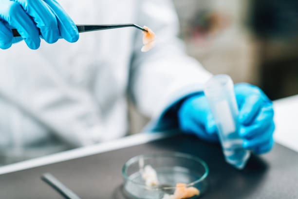 istock Food Safety and Quality Control - Testing Sea Fish 1317558120