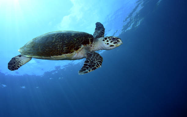 istock Sea Turtle in the open sea. 1317559092