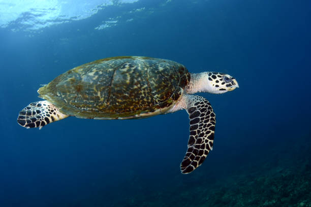 istock Sea Turtle in the open sea. 1317559093