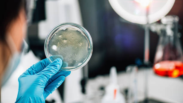 istock Assessment of Fish Quality. Microbiologist Examining a Petri Dish with Agar 1317559164
