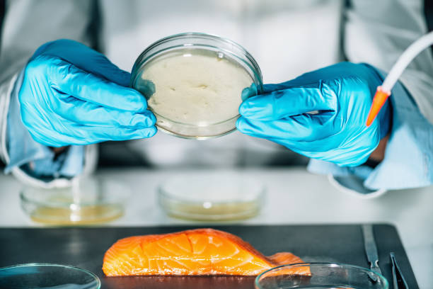 evaluación de la calidad del pescado. microbiólogo examinando una placa de petri con agar - bacterium biology control food fotografías e imágenes de stock