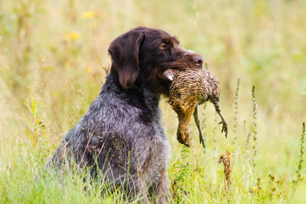 istock hunting dog holding in teeth a downed grouse 1317561100