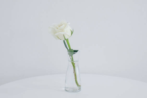 istock White rose in vase on a white table. Copy space for text. Light minimal interior, decoration of living room, copy space 1317561314
