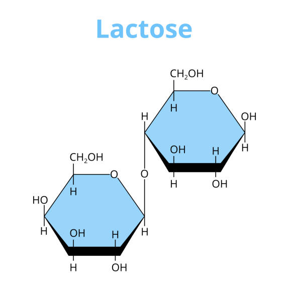 ilustraciones, imágenes clip art, dibujos animados e iconos de stock de estructura molecular vectorial de la lactosa de disacárido, fórmula química de un azúcar de leche aislado en blanco. - molecule glucose chemistry biochemistry