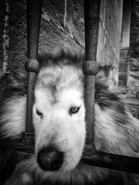 istock Siberian dog behind bars 1317562509