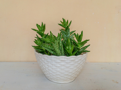 Tiger tooth aloe Juvenna succulent plant in a beautiful decorative design ceramic pot with a isolated background
