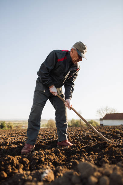 an adult farmer in process of planting potatoes on an agricultural field - gardening vegetable garden action planting imagens e fotografias de stock