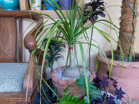 Variety of succulent arrangement in triangle vase jar on dark grey wooden front door porch