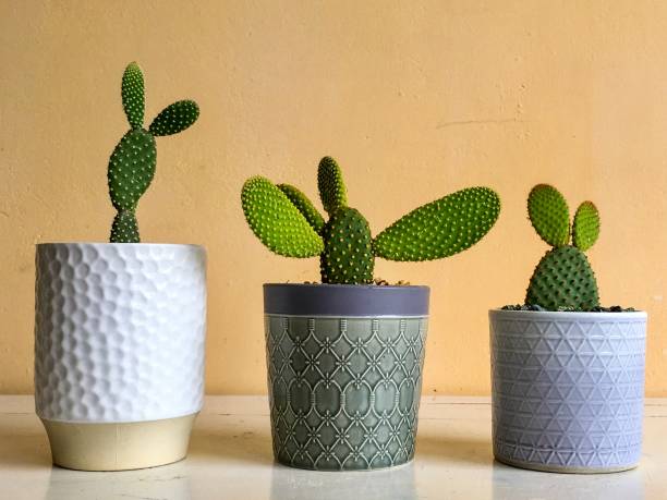 istock Bunny ears cactus various variety and colors cactus planted in a decorative ceramic planters closeup with copy space and background 1317564818