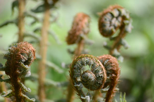 young coiled fern leaves macro - fern spiral frond green imagens e fotografias de stock