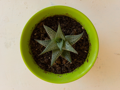 Haworthia venosa succulent in a beautiful green planter top view isolated with copy and text space