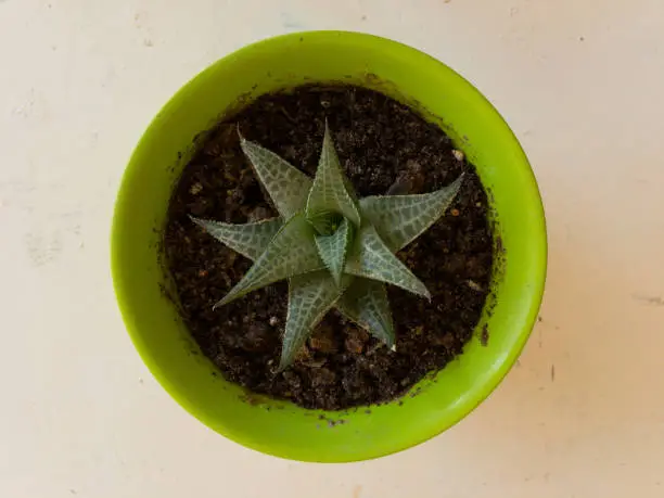 Haworthia venosa succulent in a beautiful green planter top view isolated with copy and text space