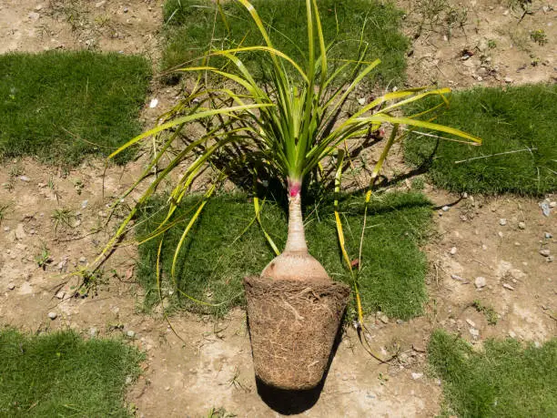 Photo of Beaucrnea recurvata or Elephant foot plant or nolina palm root bound plant view from above top view