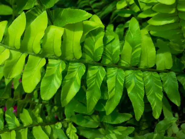 Photo of Variegated Boston tiger fern plant leaves closeup