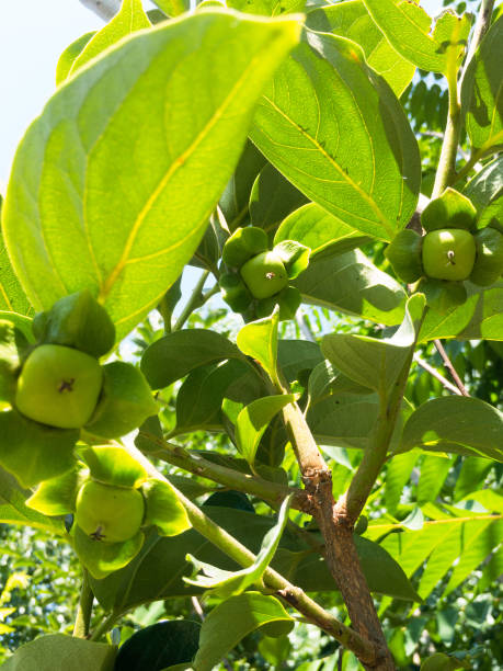 istock Persimmons tree begin bearing fruit, small or early stage of persimmons fruit growing on a tree 1317565841
